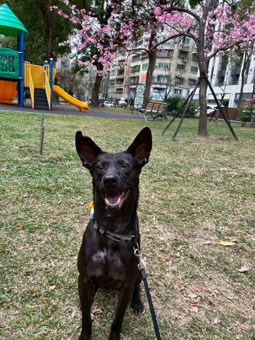 莎莎在草地上站著看向遠方