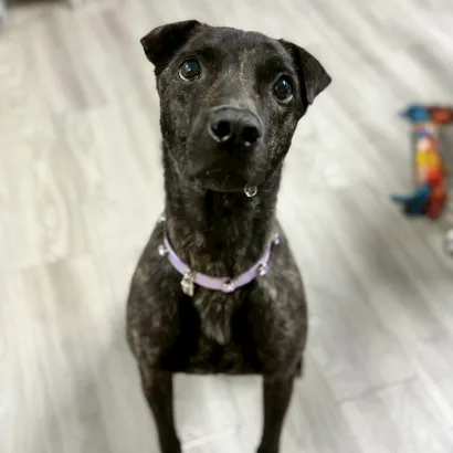 善美的正面大頭照，黑底虎斑米克斯犬