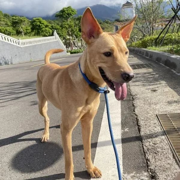 小輝在戶外草地上站著吐舌