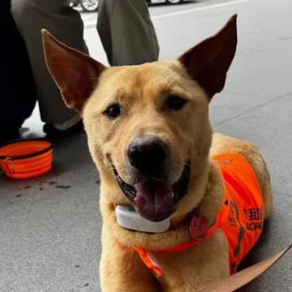 小輝的正面大頭照，黃褐色米克斯犬